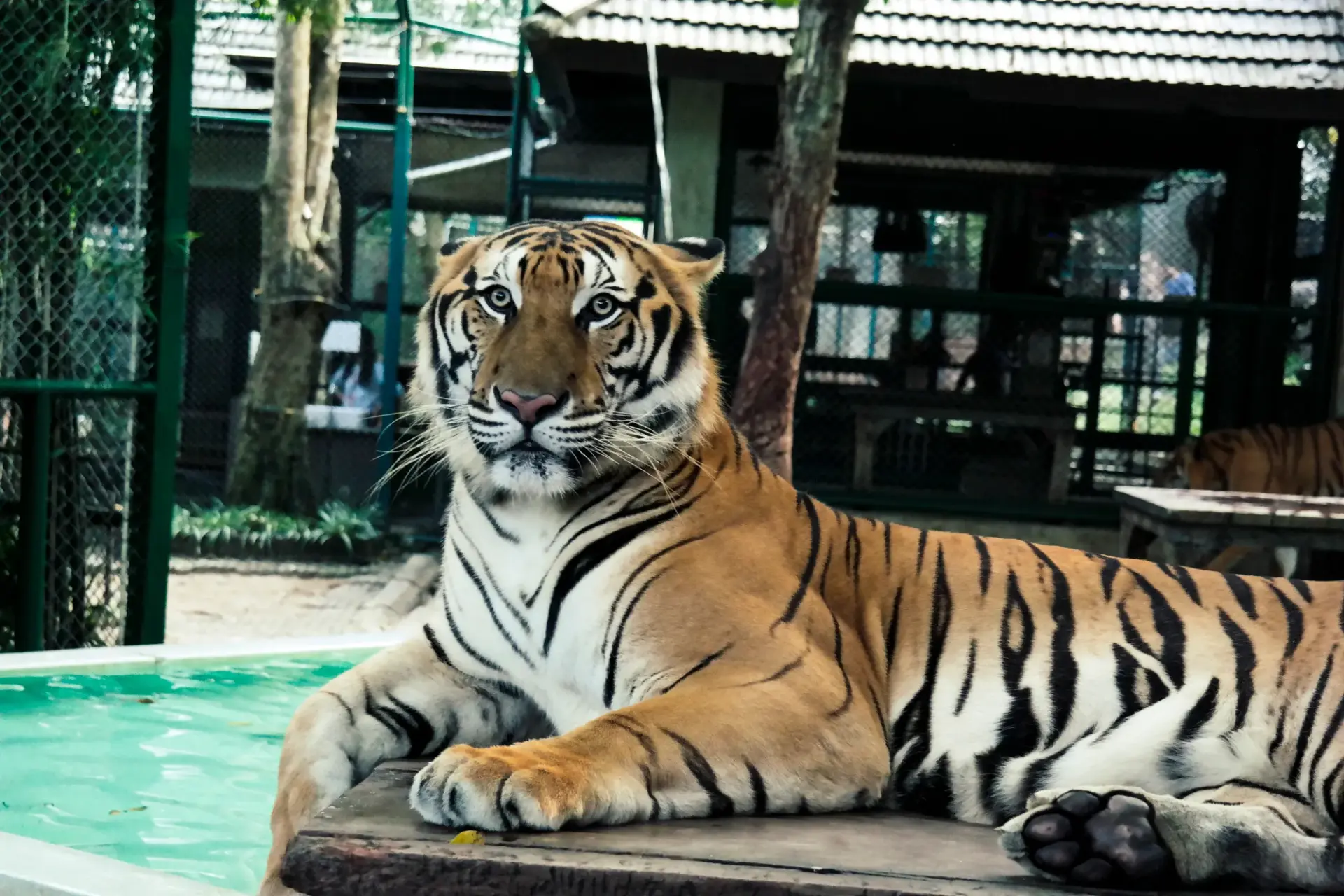 Tiger Kingdom Phuket