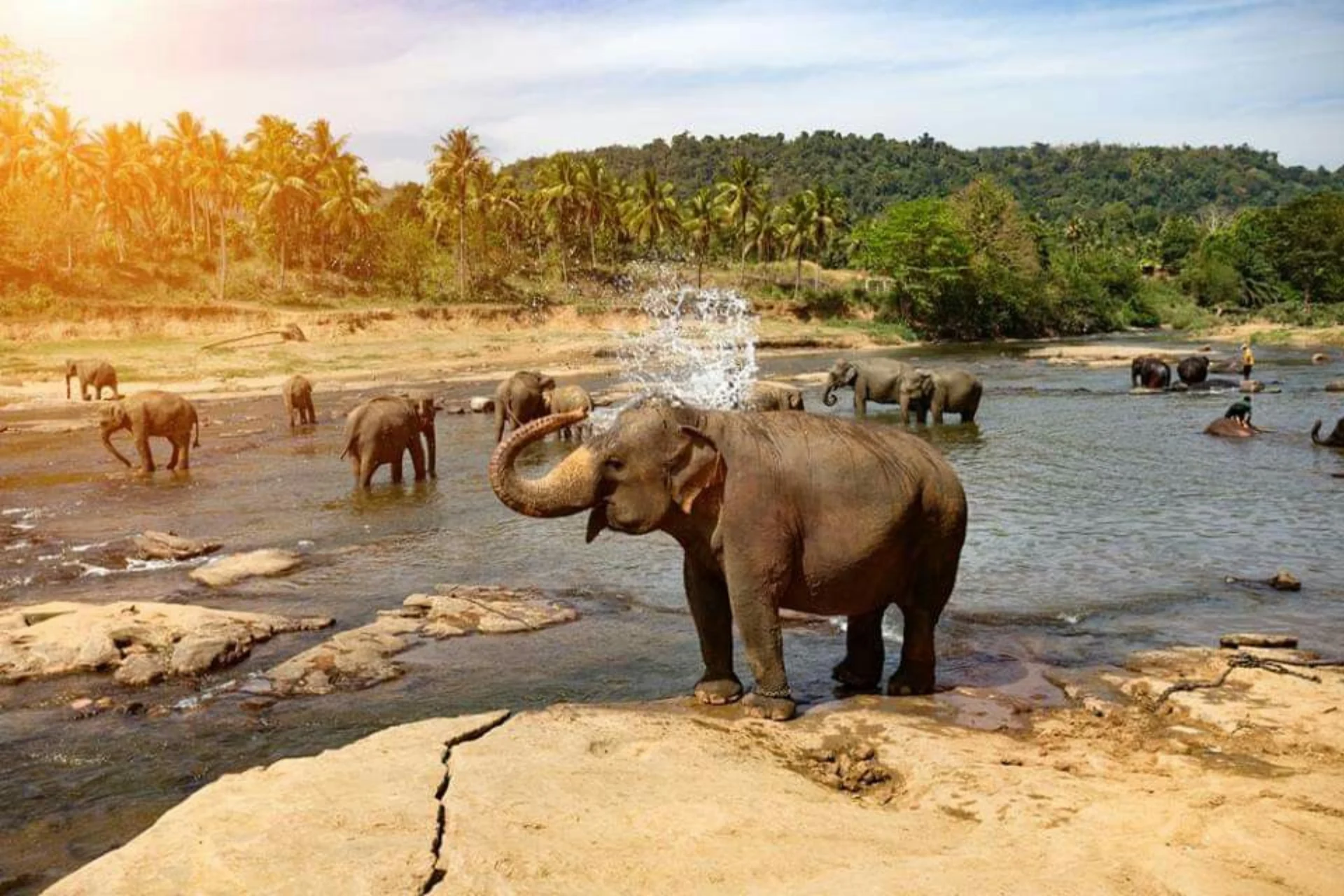 Pinnawala elephants