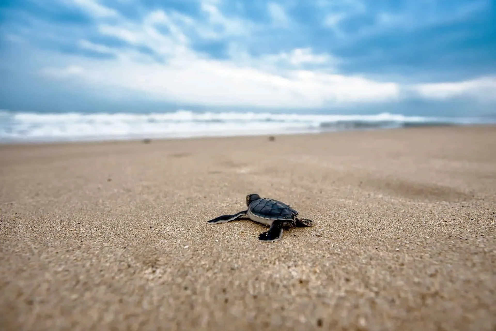 Turtle hatchery Bentota