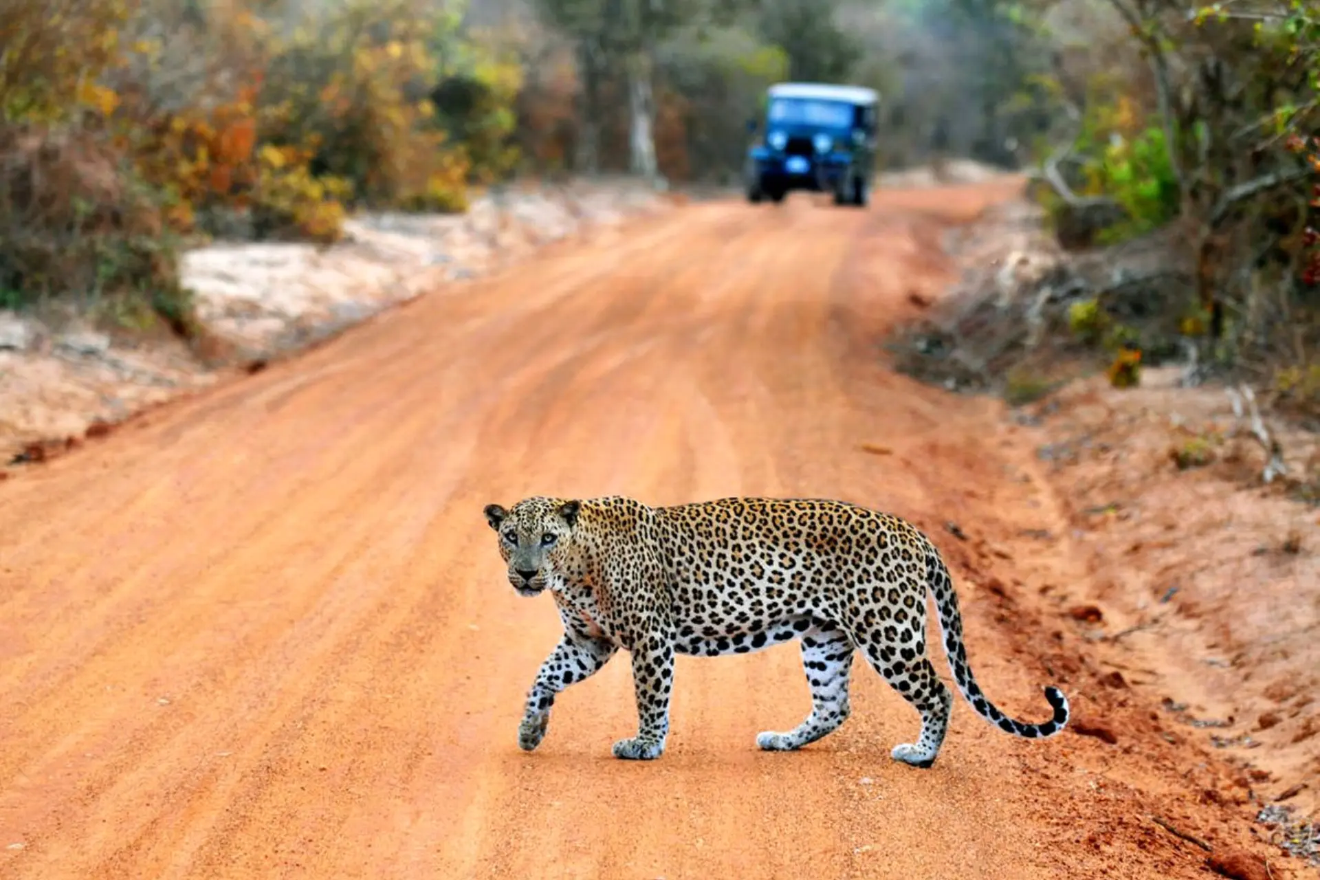 Yala National Park safari in Sri Lanka