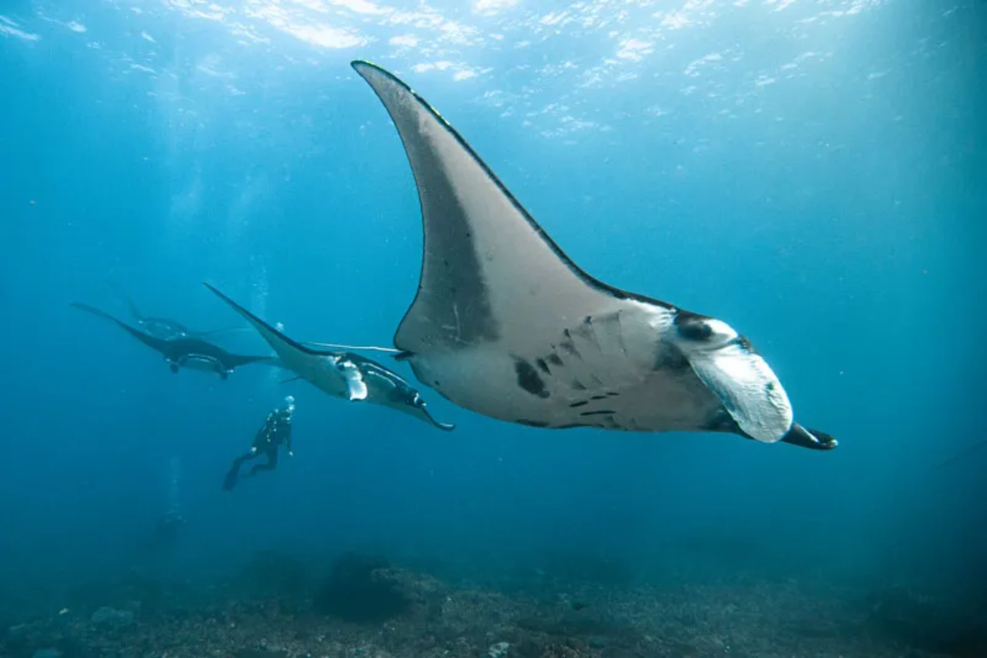 Seminyak, Ubud, Komodo & More Bali package